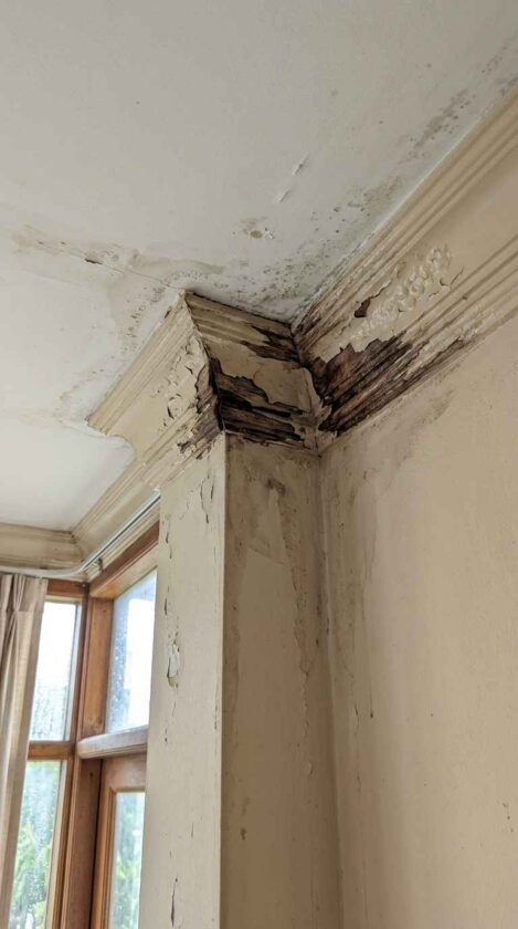 ปลวกกินบัว