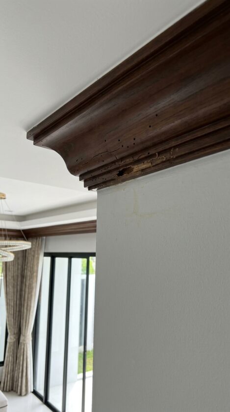 บัวกินบัวฝ้า